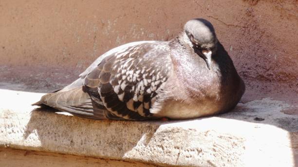 Modern real estate marketing workspace illustrating pigeimmo digital strategy implementation